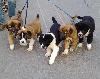 Cani da guardia Pescara - Cuccioli e cuccioloni di cani da guardia